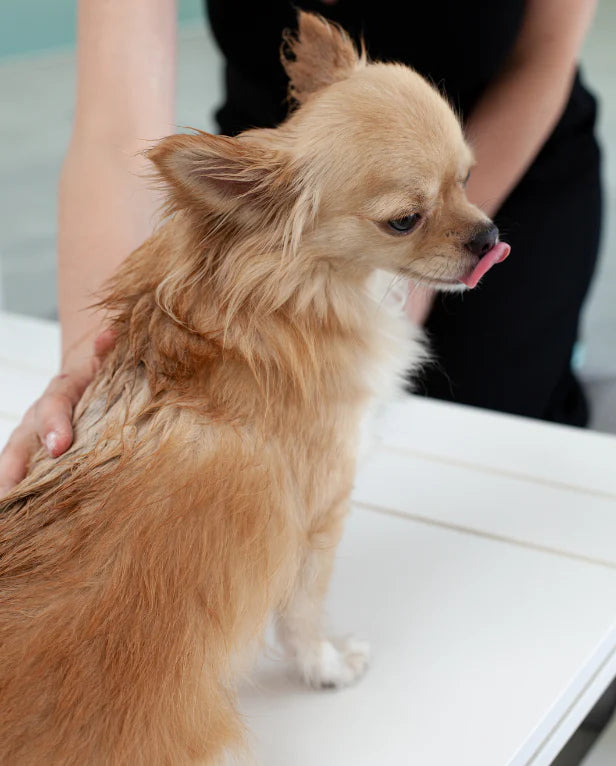 Duetto Dog & Owner Bath